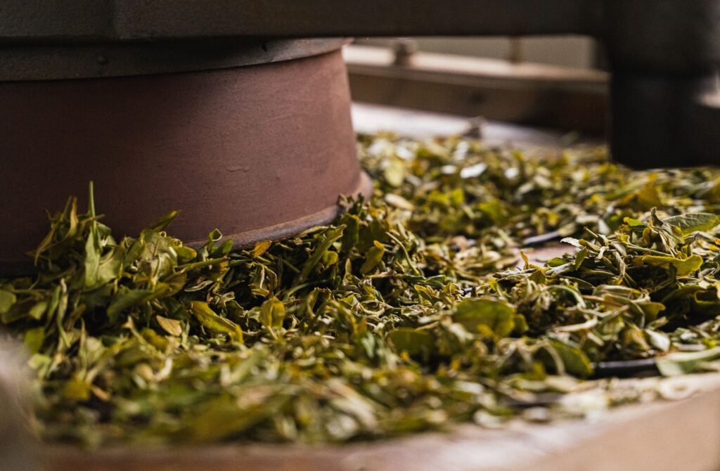 How is Chinese Black Tea Made - Oxidation (Fermentation)