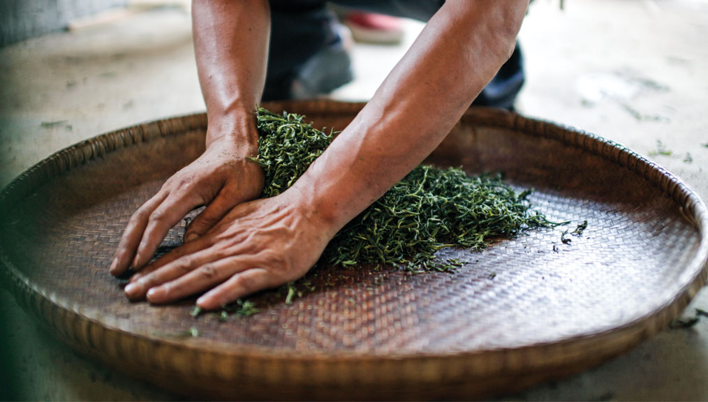 How is Chinese Black Tea Made - Withering and Rolling 