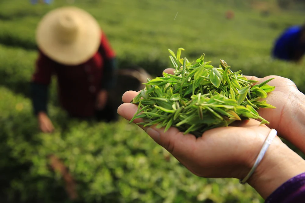 Introduction to Chinese Black Tea